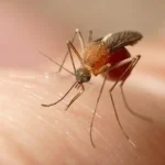 Virus del Mosquito del Nilo: Guía Completa de Prevención.