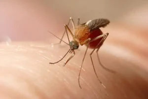 Virus del Mosquito del Nilo: Guía Completa de Prevención.