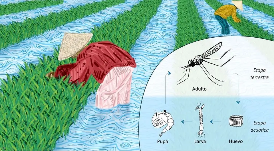 Ilustración del cultivo del arroz en un lodazal de siembra y la relación que muestra con el ciclo de vida del mosquito Anopheles. (Ilustración: Aida Zuriñe Campos Vivanco)
