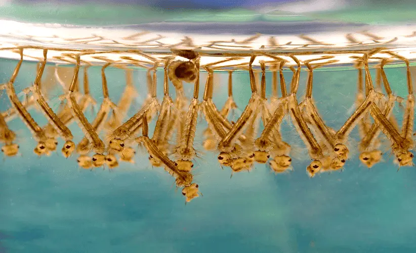 Larvas de mosquito en agua estancada, foco de virus del Nilo Occidental en entornos laborales.