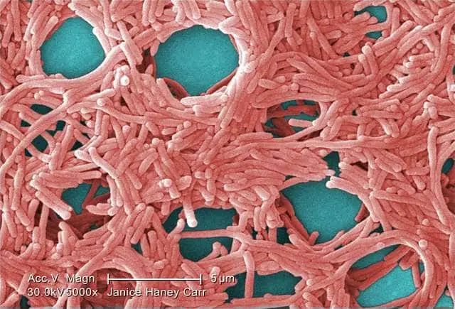 Imagen microscópica SEM a 5000 aumentos mostrando agrupaciones de Legionella pneumophila, bacteria de riesgo biológico frecuente en sistemas de agua y aerosoles laborales.